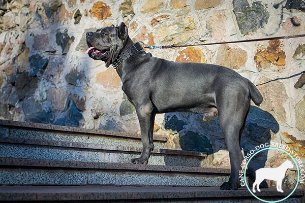 Cane Corso black leather collar with rust-proof hardware for quality control