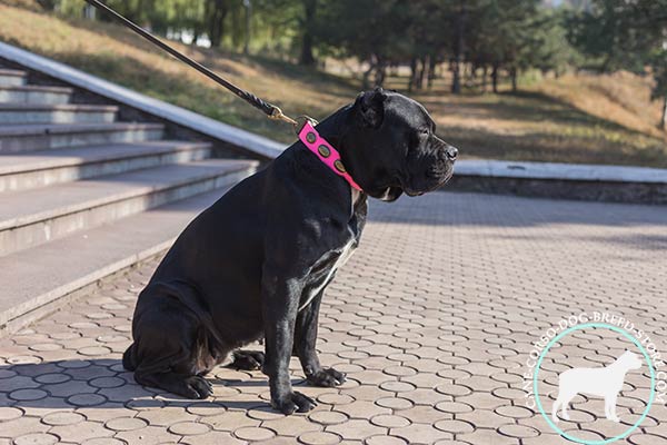 Cane Corso pink leather collar with rust-free hardware for quality control