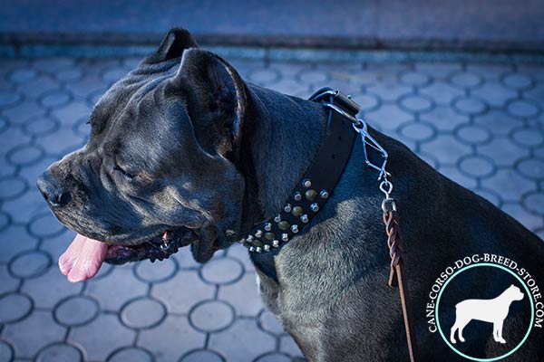 Cane Corso black leather collar with reliable nickel plated fittings for daily walks