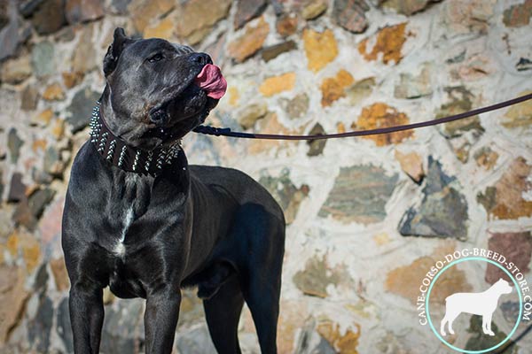 Cane Corso black leather collar with corrosion resistant spikes for basic training