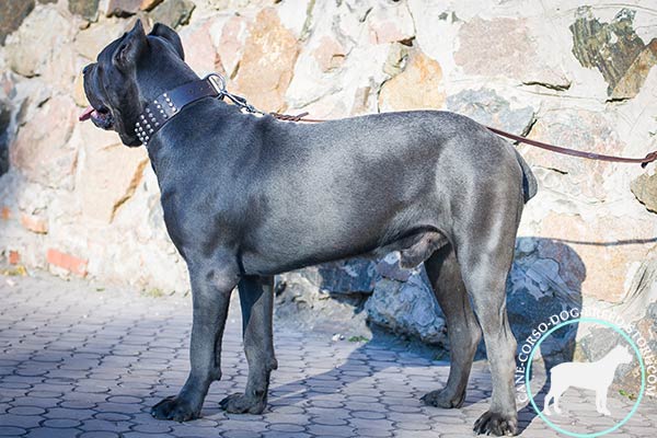 Cane Corso black leather collar with rust-proof with nickel plated hardware for quality control