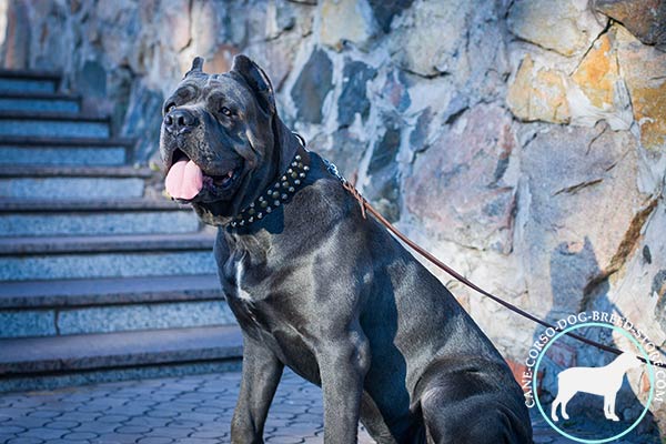 Cane Corso black leather collar with rust-resistant fittings for professional use