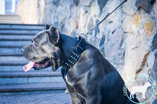 Cane Corso black leather collar with rustless hardware for better comfort