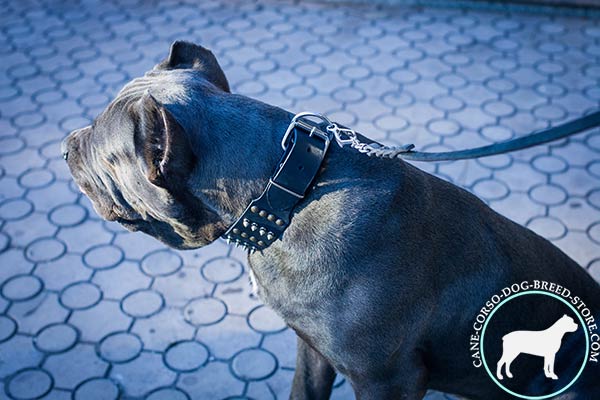 Cane Corso black leather collar of genuine materials adorned with spikes and studs  for utmost comfort