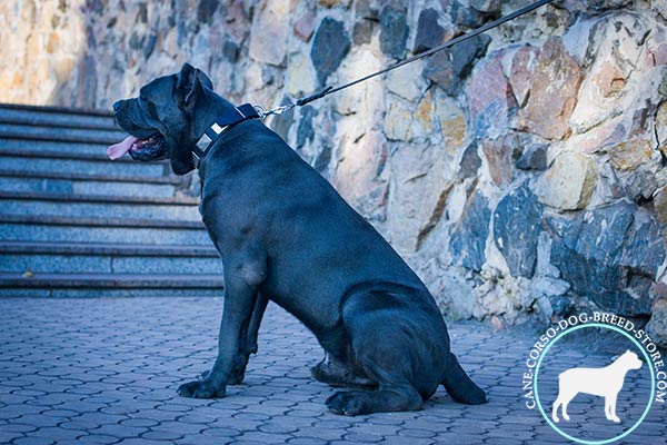 Cane Corso black leather collar with strong nickel plated fittings for basic training