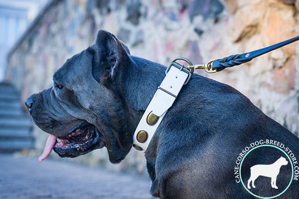 Cane Corso white leather collar painted with d-ring for leash attachment for stylish walks