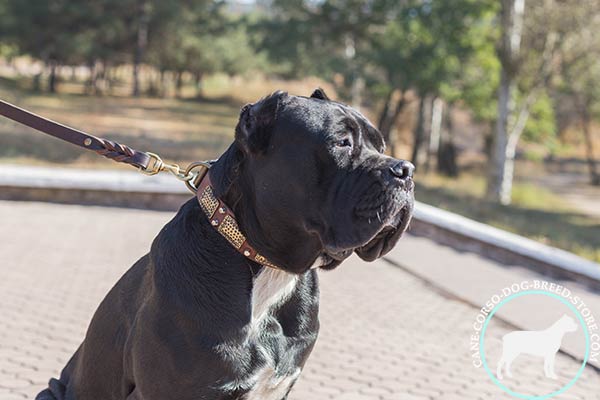 Cane Corso brown leather collar of classic design with d-ring for leash attachment for quality control