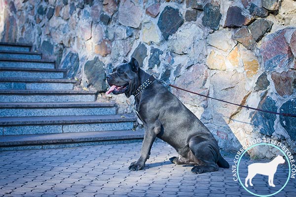 Cane Corso black leather collar of high quality with d-ring for leash attachment for quality control