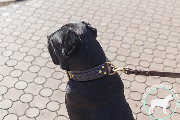 Cane Corso brown leather collar of classic design with d-ring for leash attachment for quality control