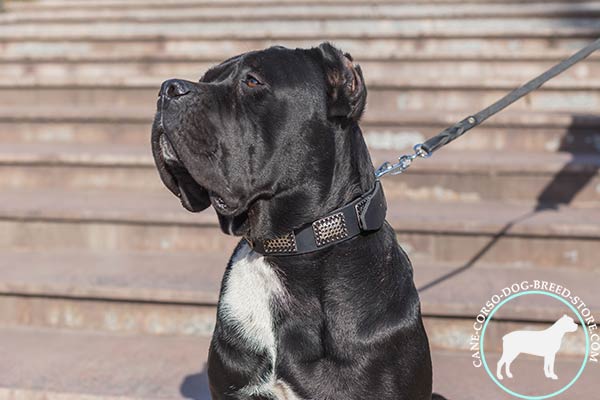 Cane Corso black leather collar with non-corrosive hardware for walking