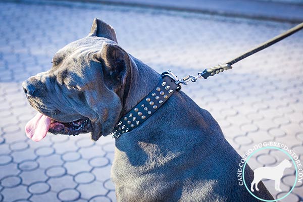 Cane Corso black leather collar of high quality with traditional buckle for professional use