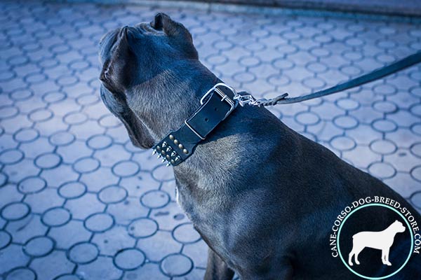 Cane Corso black leather collar with durable fittings for daily activity