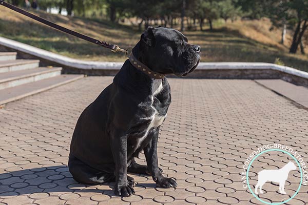 Cane Corso brown leather collar with corrosion resistant brass plated hardware for walking