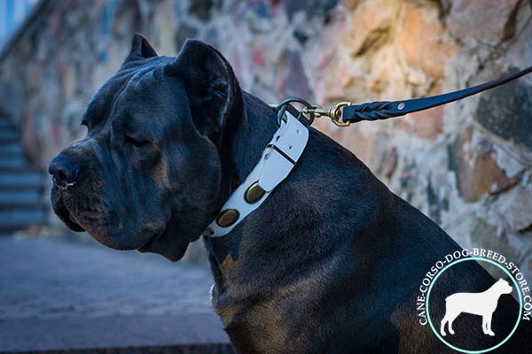 Cane Corso white leather collar of classic design with plates for agitation training