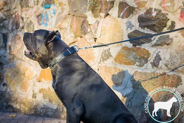 Cane Corso black leather collar with duly riveted fittings for walking