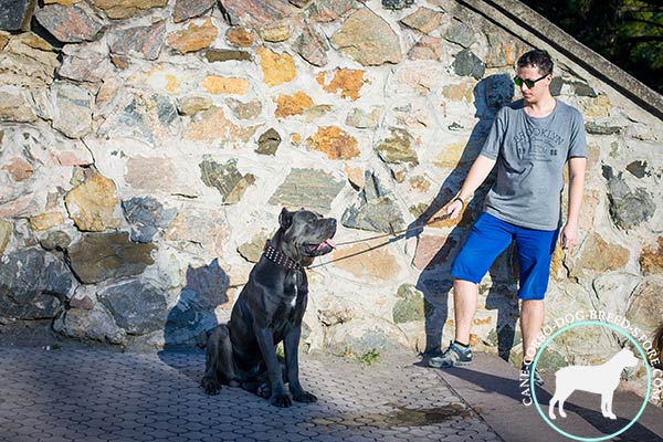 Cane Corso black leather collar with rust-resistant hardware for improved control