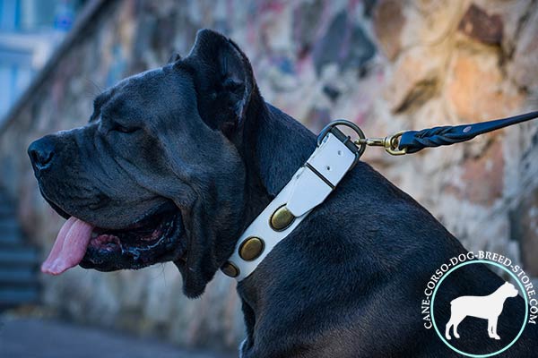 Cane Corso white leather collar with rust-resistant hardware for any activity
