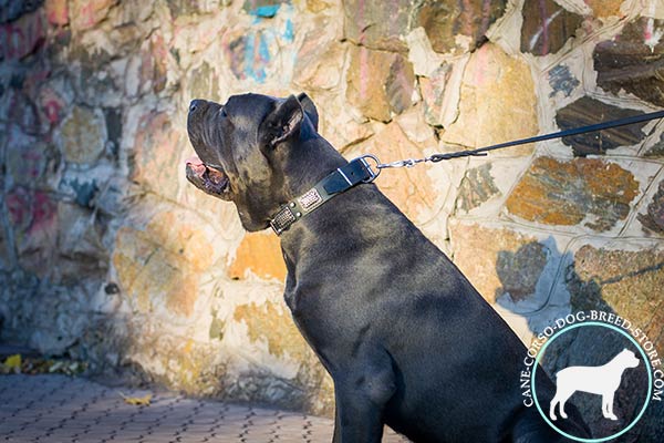 Cane Corso black leather collar with duly riveted fittings for improved control