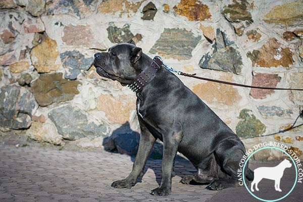 Cane Corso black leather collar of high quality with d-ring for leash attachment for walking