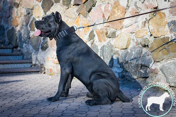 Cane Corso black leather collar with corrosion resistant hardware for walking
