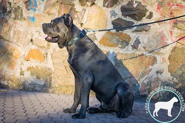 Cane Corso black leather collar with corrosion resistant nickel plated hardware for walking