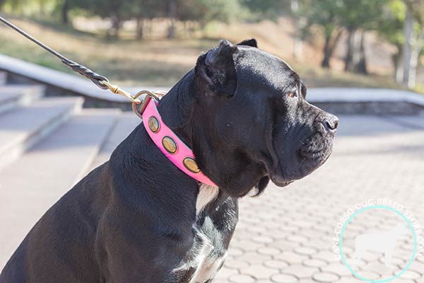 Cane Corso pink leather collar painted with plates for better comfort