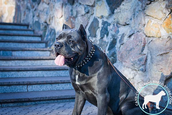 Cane Corso black leather collar with rust-free fittings for stylish walks