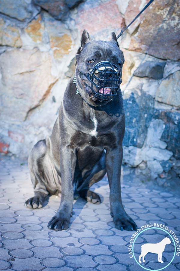 Cane Corso black leather collar of genuine materials with d-ring for leash attachment for any activity