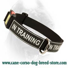 Nylon dog collar of best quality