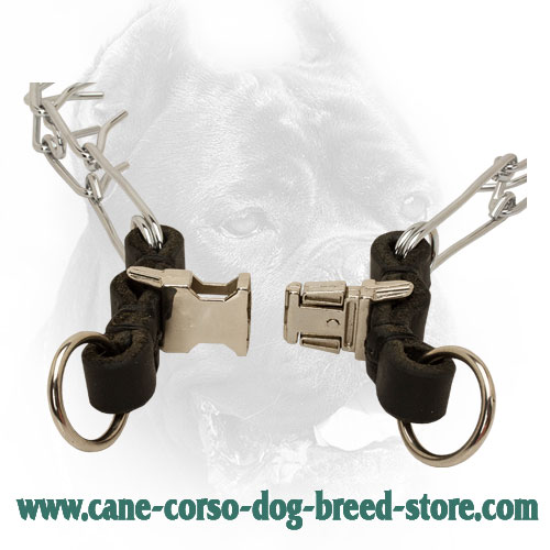 Quick Release Buckle on Chrome Plated Cane Corso Pinch Collar