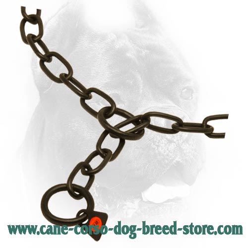 O-Ring on Black Cane Corso Fur Saver