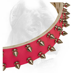Spikes on Pink Cane Corso Collar 
