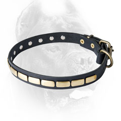 Fashion leather Cane Corso collar with plates