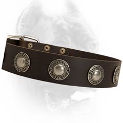 Universal leather dog collar