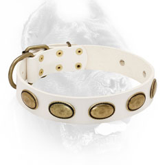 Leather white dog collar with brass plates