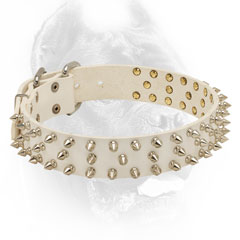 Leather white Cane Corso collar with spikes for beautiful walks