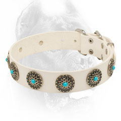 White leather Cane Corso collar with rustproof fittings
