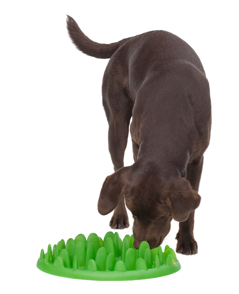 Big Canine Feeder For Slow Healthier Eating