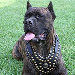 Special stylish studded leather dog harness