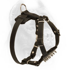 Designer Cane Corso Harness for Puppies