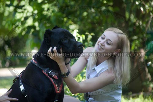 Finest Cane Corso Harness