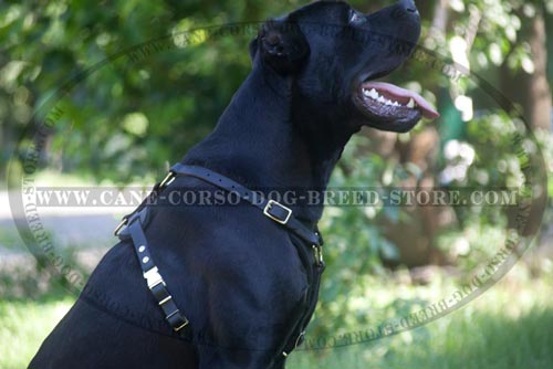 Comfortable Leather Dog Harness