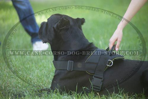 Comfortable Nylon Dog Harness