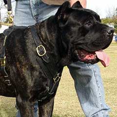 Custom leather hand tooled useful leather harness