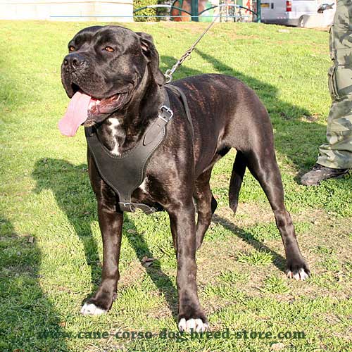 Multifunctional Leather Cane Corso Harness for Daily Use