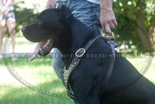 Exclusive Cane Corso Harness Padded On The Chest