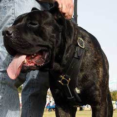 Style dog harness made of select leather