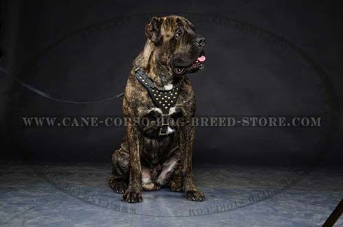 Great Cane Corso Dog Leather Harness Is Made By Hand