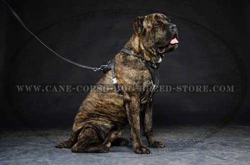 Top Notch Cane Corso Dog Leather Harness