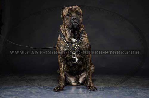 Hand Crafted Dog Leather Harness Is A Regal Harness